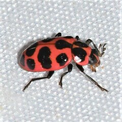 Coleomegilla maculata