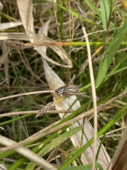 Roeseliana roeselii