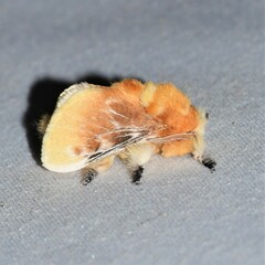 Megalopyge opercularis