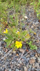 Hieracium lachenalii