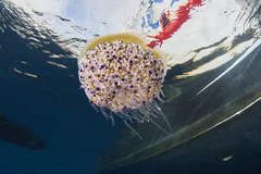 Cotylorhiza tuberculata