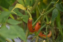 Capsicum annuum