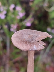 Entoloma elodes