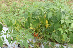 Capsicum annuum