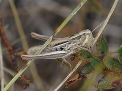 Euchorthippus declivus