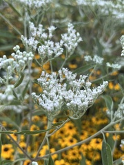 Eupatorium altissimum