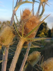 Dipsacus laciniatus