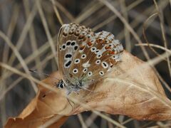 Polyommatus coridon