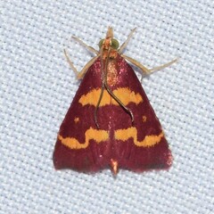 Pyrausta tyralis