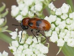 Coptocephala rubicunda