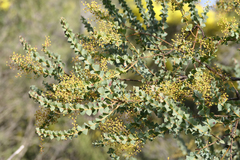 Acacia pravissima