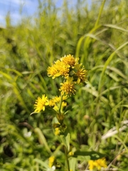 Solidago cuprea