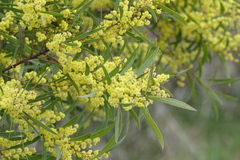 Acacia rubida