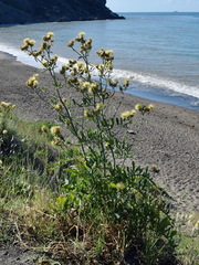 Centaurea salonitana