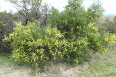 Acacia rubida