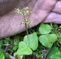 Neottia cordata