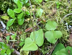 Neottia cordata