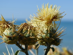 Centaurea salonitana