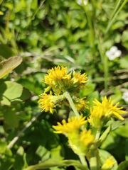 Solidago cuprea