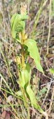 Gentiana cruciata