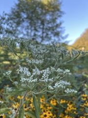Eupatorium altissimum
