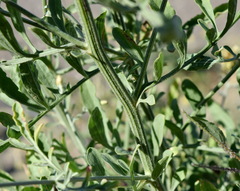 Centaurea salonitana