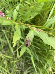 Coreus marginatus