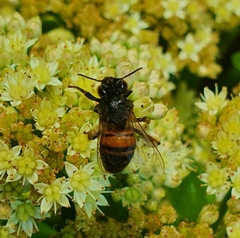 Apis mellifera