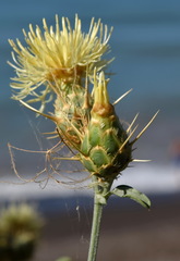 Centaurea salonitana