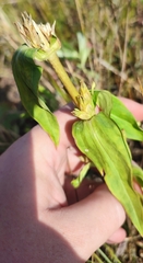 Gentiana cruciata