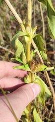 Gentiana cruciata