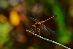 Sympetrum vicinum