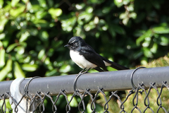 Rhipidura leucophrys