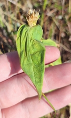 Gentiana cruciata