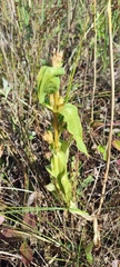 Gentiana cruciata