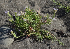 Cakile maritima euxina