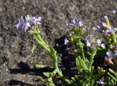 Cakile maritima euxina