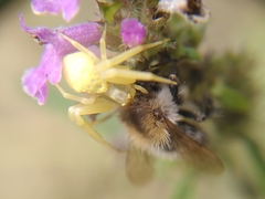 Bombus pascuorum
