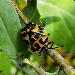 Murgantia histrionica