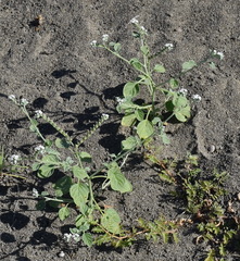 Heliotropium ellipticum