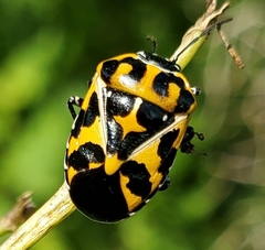 Murgantia histrionica