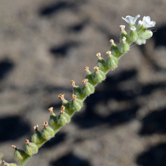 Heliotropium ellipticum