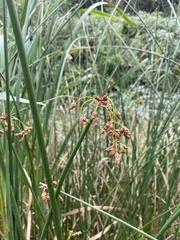 Schoenoplectus lacustris