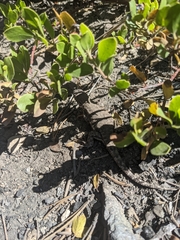 Sceloporus graciosus