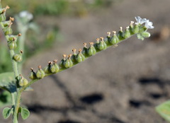 Heliotropium ellipticum