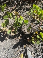 Sceloporus graciosus