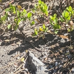 Sceloporus graciosus