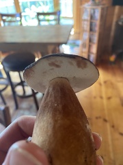 Tylopilus rubrobrunneus