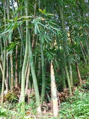 Bambusoideae
