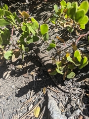 Sceloporus graciosus